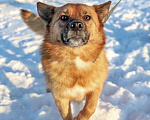 Собаки в Саратове: Очаровательная лисичка Умка, молодая некрупная собачка в добрые руки Девочка, 10 руб. - фото 5