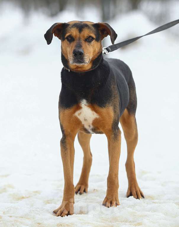Собаки в Москве: Басти. Лапа, сердце и ветпаспорт в придачу Мальчик, Бесплатно - фото 3