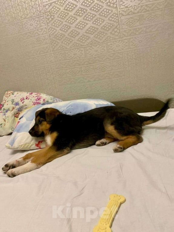 Собаки в Долгопрудном: Малышка Пальма ищет дом Девочка, Бесплатно - фото 4