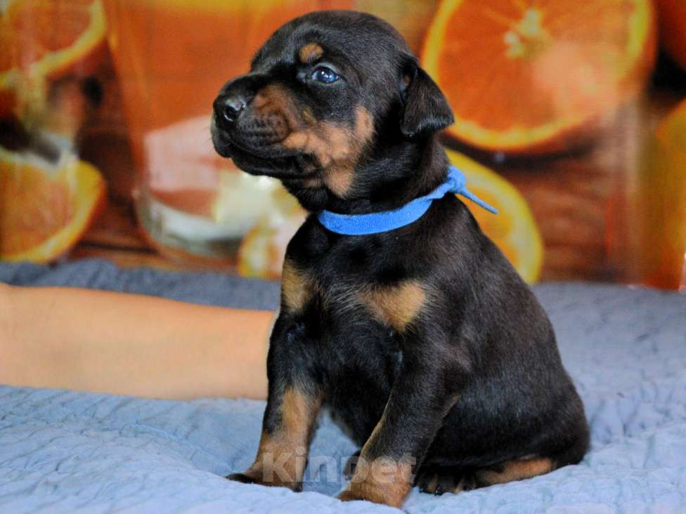 Собаки в других городах Новосибирской области: Щенки добермана с документами РКФ Мальчик, 70 000 руб. - фото 9