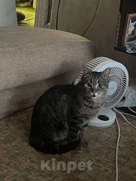 Кошки в Москве: Джо ищет дом Мальчик, Бесплатно - фото 3