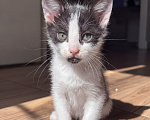 Кошки в Москве: Котенок птенчик Мальчик, Бесплатно - фото 2