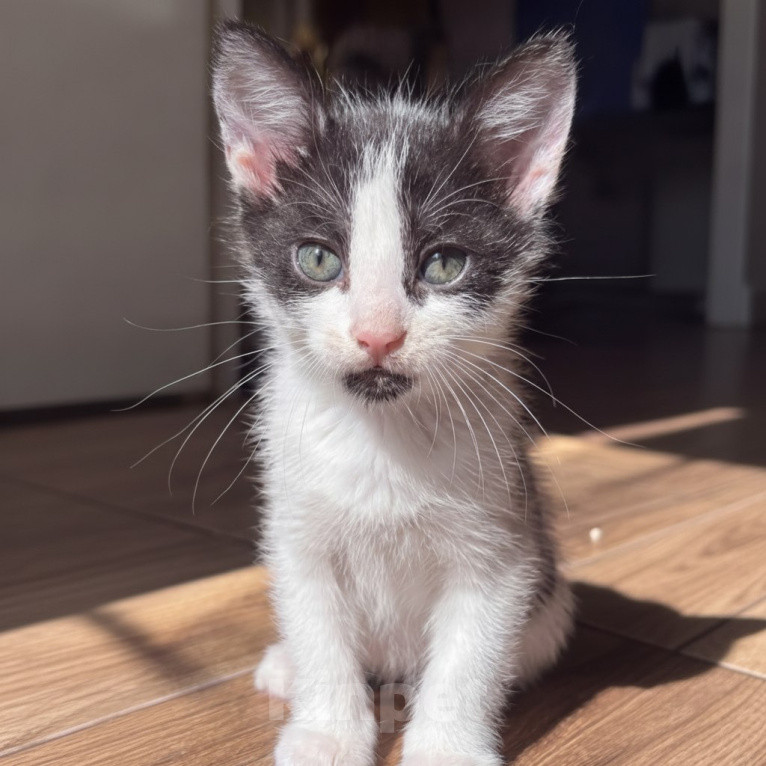 Кошки в Москве: Котенок птенчик Мальчик, Бесплатно - фото 2