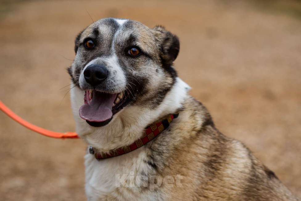 Собаки в Москве: Дейзи Девочка, Бесплатно - фото 8