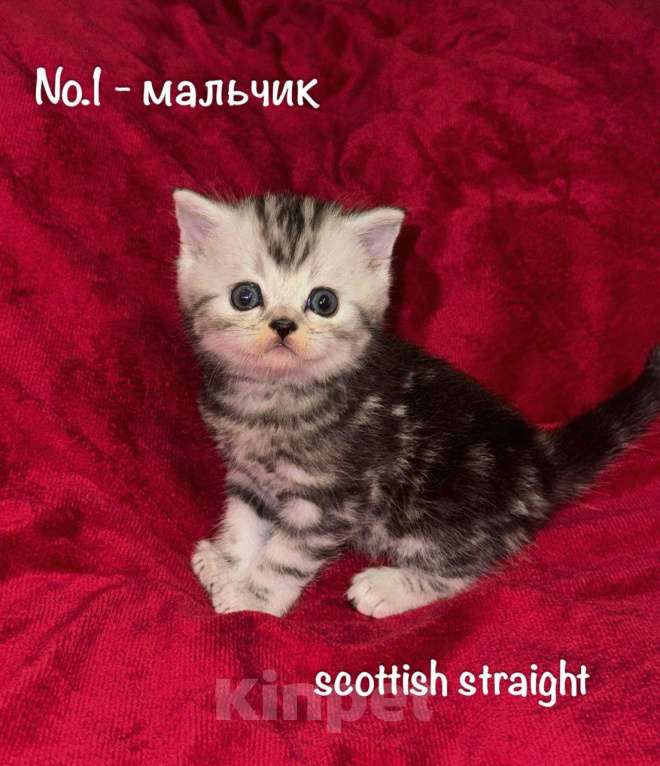 Кошки в Перми: Шотландский котёнок скоттиш-страйт, мальчик  Мальчик, 10 000 руб. - фото 1
