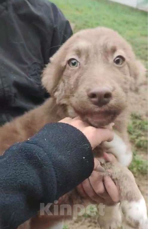Собаки в других городах Владимирской области: Красивый щенок девочка в добрые руки Девочка, Бесплатно - фото 2