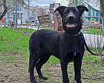 Собаки в Москве: Черный ласковый щенок метис лабрадора Робин в добрые руки Мальчик, 1 руб. - фото 3