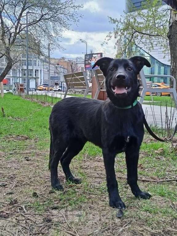 Собаки в Москве: Черный ласковый щенок метис лабрадора Робин в добрые руки Мальчик, 1 руб. - фото 3