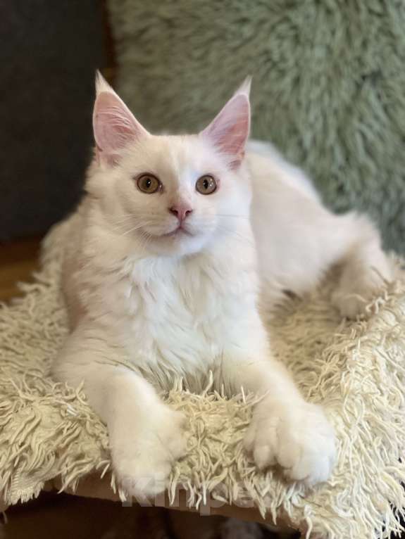 Кошки в Москве: Мейнкун полидакт белая Девочка Девочка, 45 000 руб. - фото 6