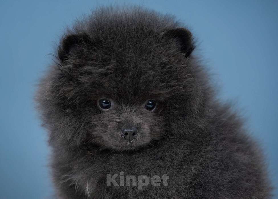 Собаки в Всеволожске: Мальчик померанского шпица Мальчик, 60 000 руб. - фото 2