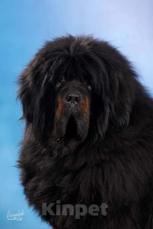 Собаки в других городах Московской области: Щенки Тибетского мастифа Разнополые, Бесплатно - фото 1