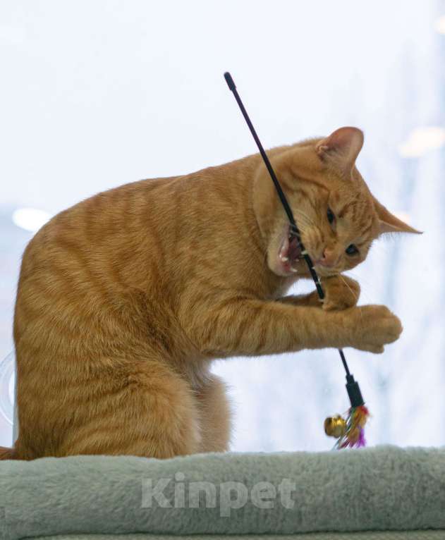 Кошки в Москве: Персей Мальчик, Бесплатно - фото 7