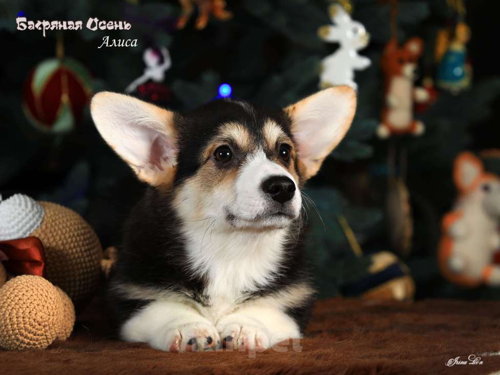 Собаки в других городах Московской области: Девочка вельш корги пемброк Девочка, 70 000 руб. - фото 2