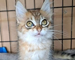 Кошки в Москве: Котёнок красивого окраса в добрые руки Мальчик, Бесплатно - фото 1