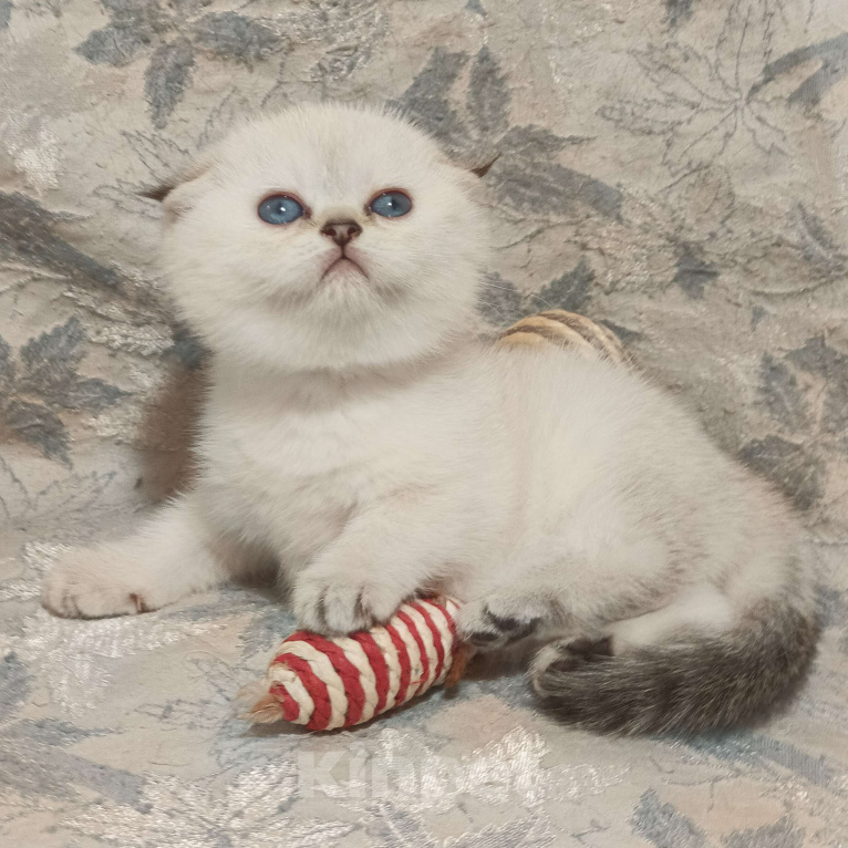 Кошки в Москве: Шотландская вислоухая девочка окрас поинт ( как сиамский ) Девочка, 50 000 руб. - фото 3