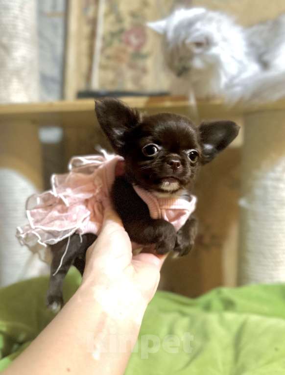 Собаки в Ростове-на-Дону: Девочка чихуахуа  Девочка, 35 000 руб. - фото 4