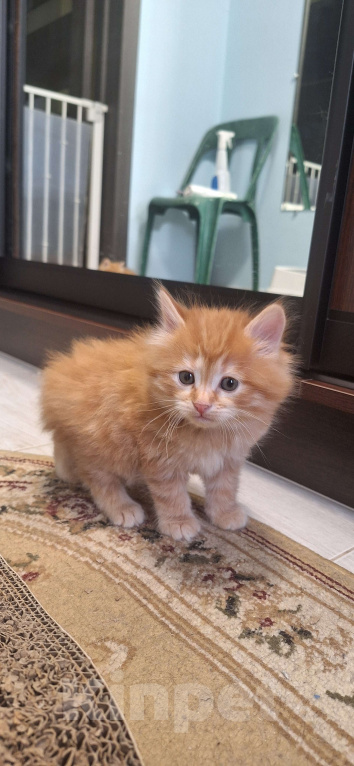 Кошки в Ростове-на-Дону: Малыши курилы Разнополые, Бесплатно - фото 8