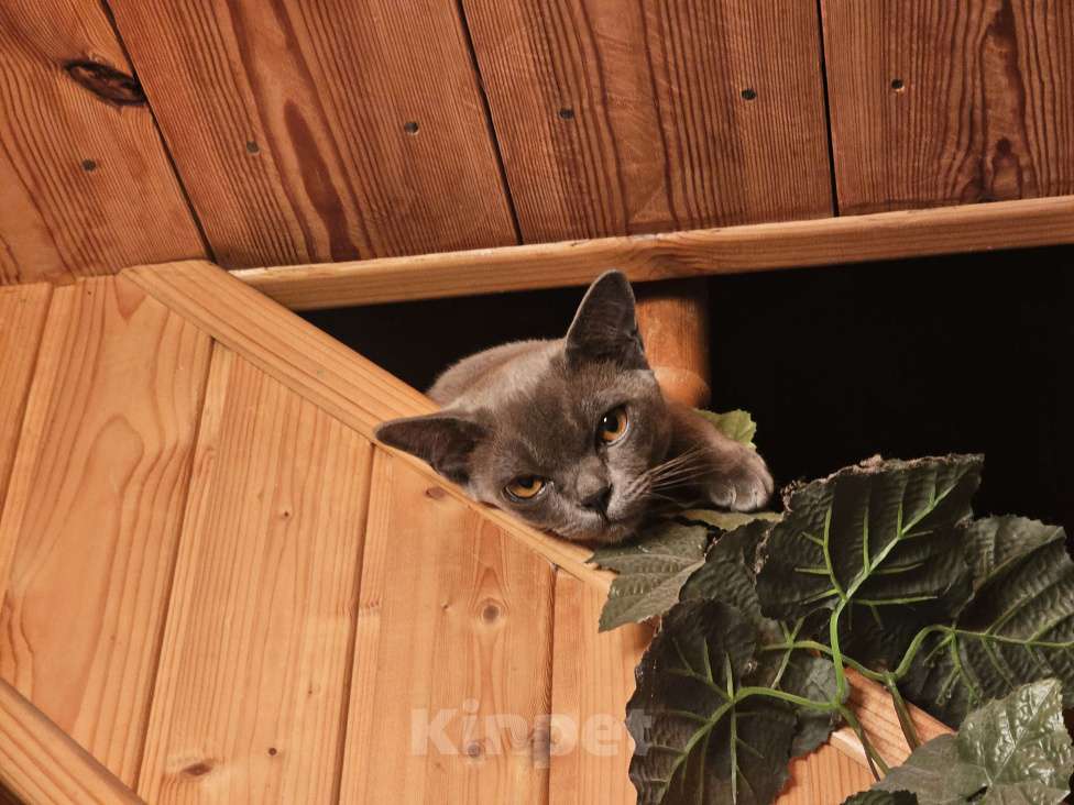 Кошки в Москве: Голубой бурманский котенок Мальчик, 1 000 руб. - фото 5