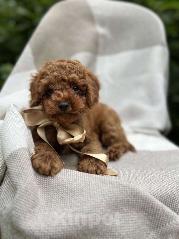 Собаки в Москве: Щенки мальтипу  Мальчик, 180 000 руб. - фото 5