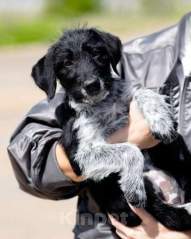 Собаки в Москве: Щеночки ищут дом. Девочка, Бесплатно - фото 10