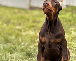 Собаки в Белгороде: щенок добермана Мальчик, 80 000 руб. - фото 3