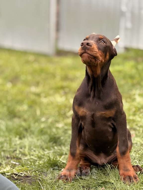 Собаки в Белгороде: щенок добермана Мальчик, 80 000 руб. - фото 3