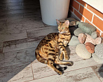 Кошки в Ростове-на-Дону: Бенгальские котята Мальчик, 17 000 руб. - фото 6