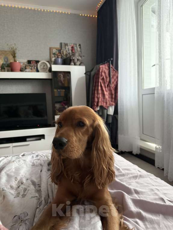 Собаки в Москве: Ищем семью и лучшего друга для нашего солнышки Мальчик, 1 000 руб. - фото 3