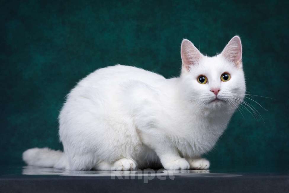 Кошки в Москве: Зефир ищет дом Мальчик, Бесплатно - фото 4