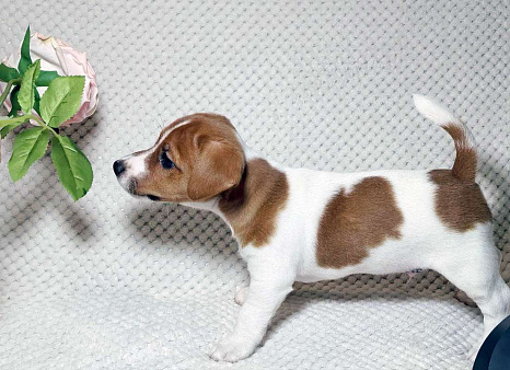 Щенки Джек Рассел терьера