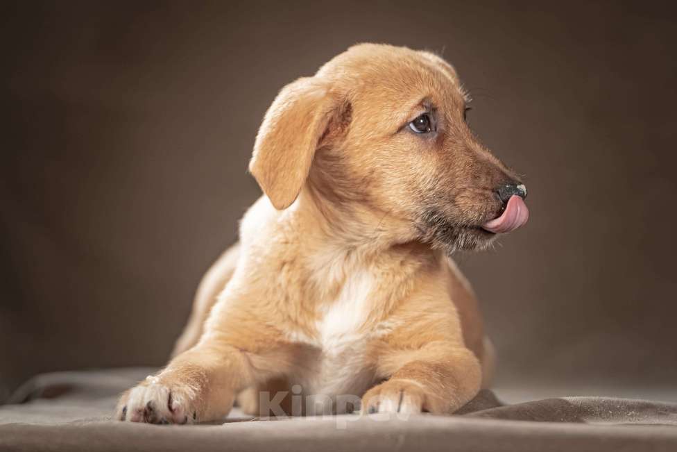 Собаки в Клине: Мейси — жизнерадостная шалунья подарит вам много радости Девочка, Бесплатно - фото 4