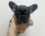 Собаки в Белореченске: Французский бульдог  Мальчик, 35 000 руб. - фото 5