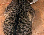 Кошки в Москве: Бенгальский котенок (метис) Лео, 10 месяцев, Бесплатно - фото 7