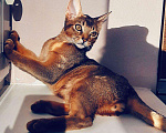 Кошки в Теберде: АБИССИНСКИЕ КОТЯТА, 25 000 руб. - фото 6