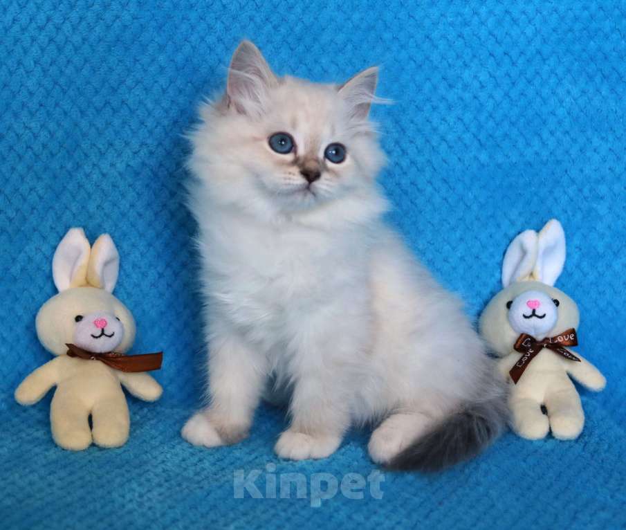 Кошки в Москве: Синеглазая кошечка Дейла Девочка, 50 000 руб. - фото 2