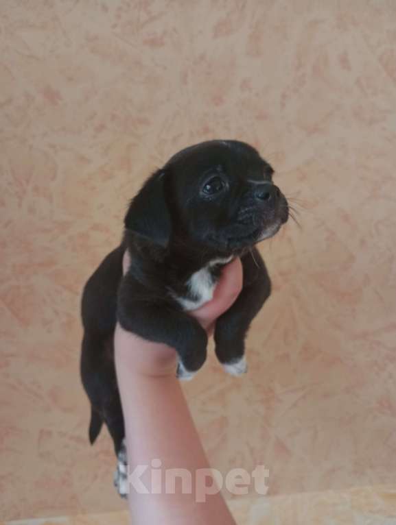 Собаки в других городах Московской области: Продаю щенков чихуахуа Мальчик, 25 000 руб. - фото 2