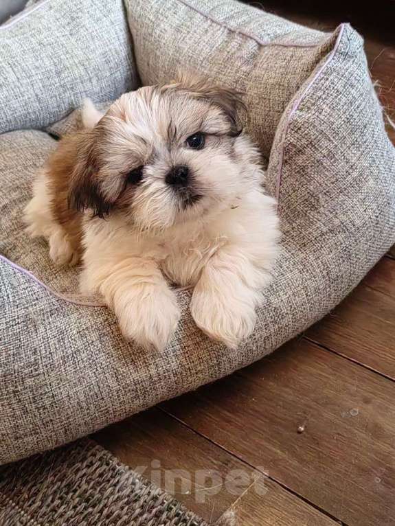 Собаки в Мещовске: Щенок  Мальчик, 20 000 руб. - фото 3