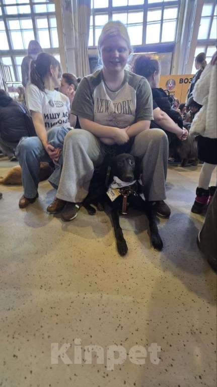 Собаки в Москве: Застенчивый щенок Макс Мальчик, Бесплатно - фото 6