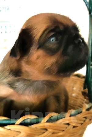 Собаки в Москве: Щенки пти брабансона мальчики и девочка на март Мальчик, 40 000 руб. - фото 3