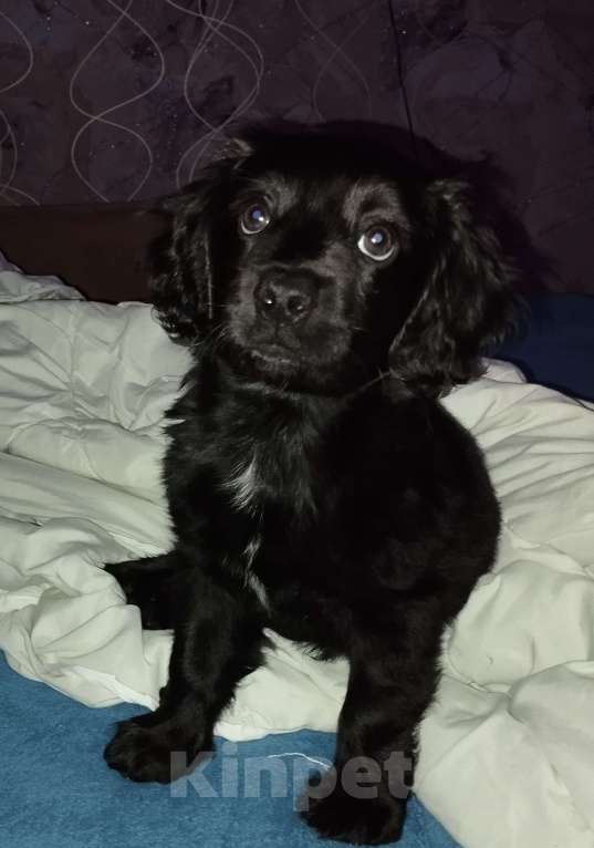 Собаки в Челябинске: Продаю щенка Мальчик, Бесплатно - фото 8