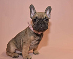 Собаки в Москве: Девочка французского бульдога  Девочка, 50 000 руб. - фото 8