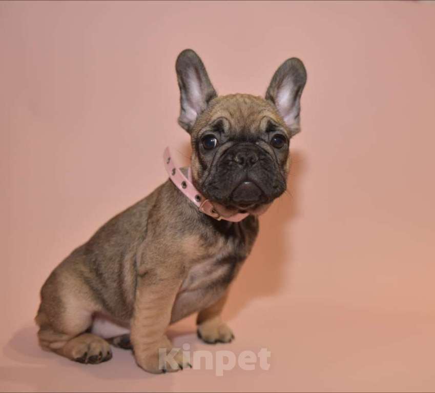 Собаки в Москве: Девочка французского бульдога  Девочка, 50 000 руб. - фото 8