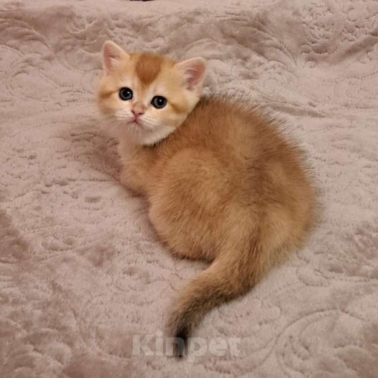 Кошки в Москве: Золотая шотландская девочка  Девочка, 40 000 руб. - фото 4