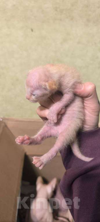 Кошки в Санкт-Петербурге: Котята донского сфинкса Разнополые, 17 000 руб. - фото 6