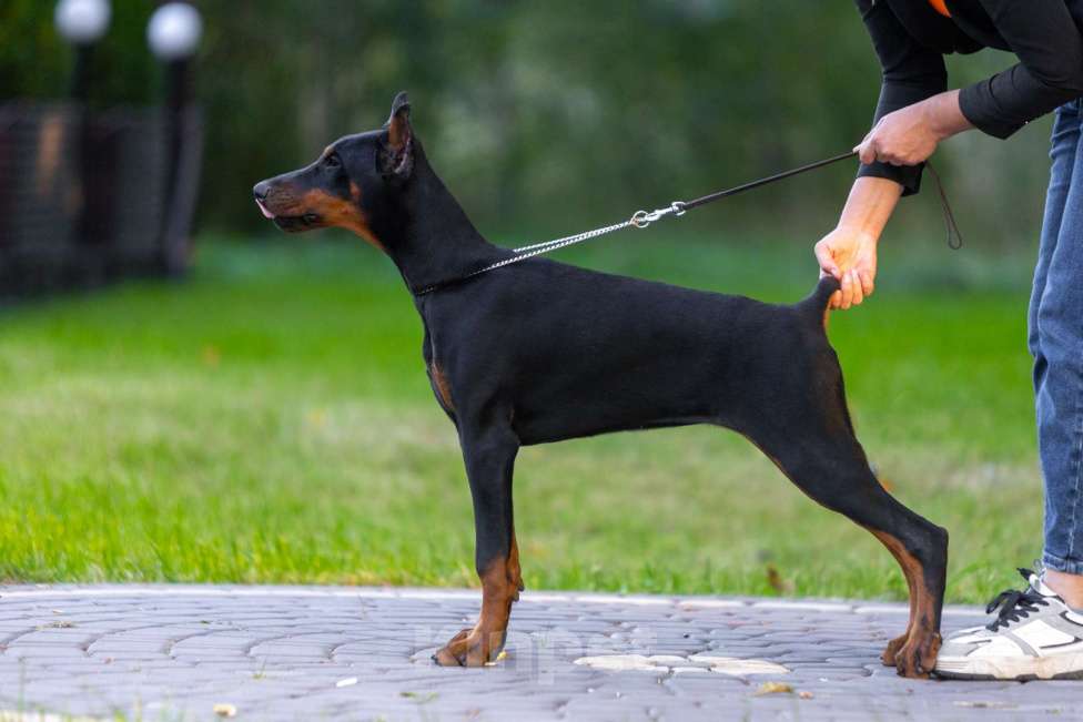Собаки в Курске: Очаровательная девочка РКФ  Девочка, 105 000 руб. - фото 8