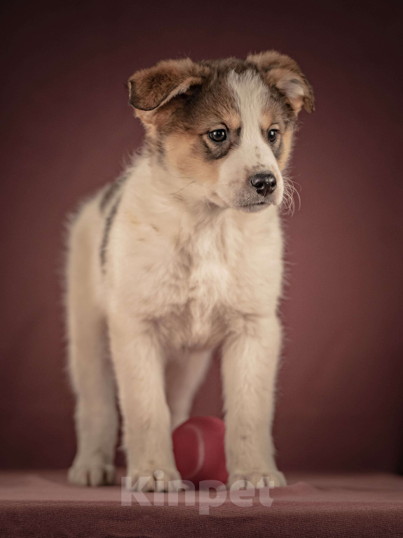 Собаки в Клине: Буэно — ласковый медвежонок с глазами-пуговками, который станет самым преданным и любимым питомцем Мальчик, Бесплатно - фото 9