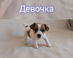 Собаки в Омске: Щенки Джек рассел терьер Девочка, 30 000 руб. - фото 1