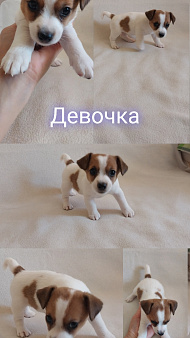 Щенки Джек рассел терьер