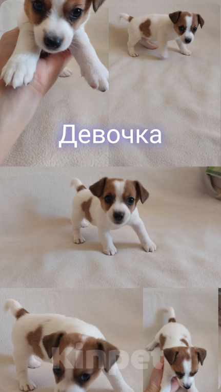 Собаки в Омске: Щенки Джек рассел терьер Девочка, 30 000 руб. - фото 1