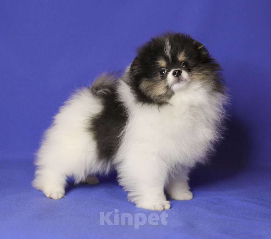 Собаки в Люберцах: Девочка шпица, триколорка Девочка, 70 000 руб. - фото 3